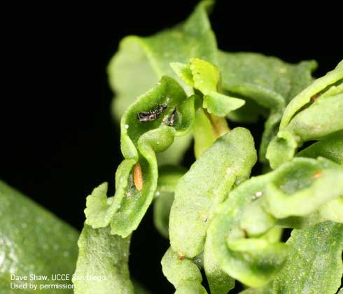 Myoporum thrips, <i>Klambothrips myopori,</i> adults (black), small oblong eggs (between adults) and prepupa (orange), between leaf folds of twisted, damaged myoporum plant.