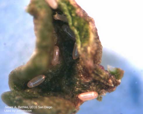 Eggs of the myoporum thrips, <i>Klambothrips myopori.</i>.