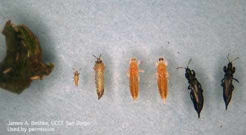 All stages of the myoporum thrips, <i>Klambothrips myopori.</i> From left to right, eggs on leaf tissue, first instar larva, second instar larva, prepupa, pupa, female adult, male adult. All stages can be found in twisted leaf tissue including the pupal stages.