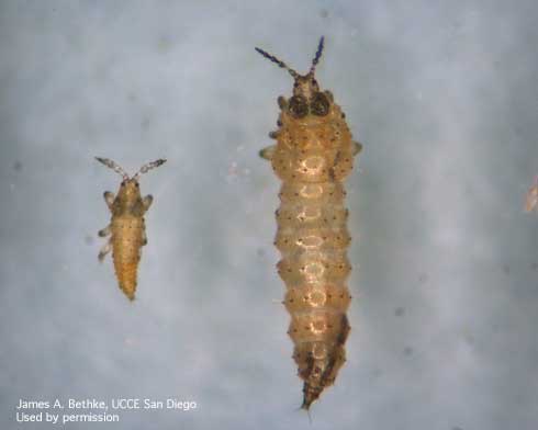 First and second instar larvae of the myoporum thrips, <i>Klambothrips myopori.</i>.