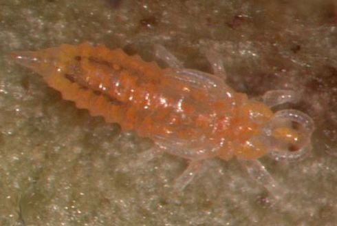 Prepupa of myoporum thrips, <I>Klambothrips myopori.</I>.