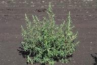 Kochia