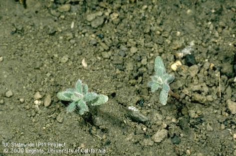 Seedling of kochia.