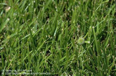 Green kyllinga growing in a bermudagrass lawn.