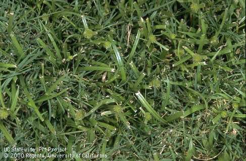 Green kyllinga growing in a bermudagrass lawn.