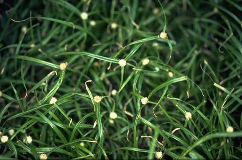 Mature plant of green kyllinga.