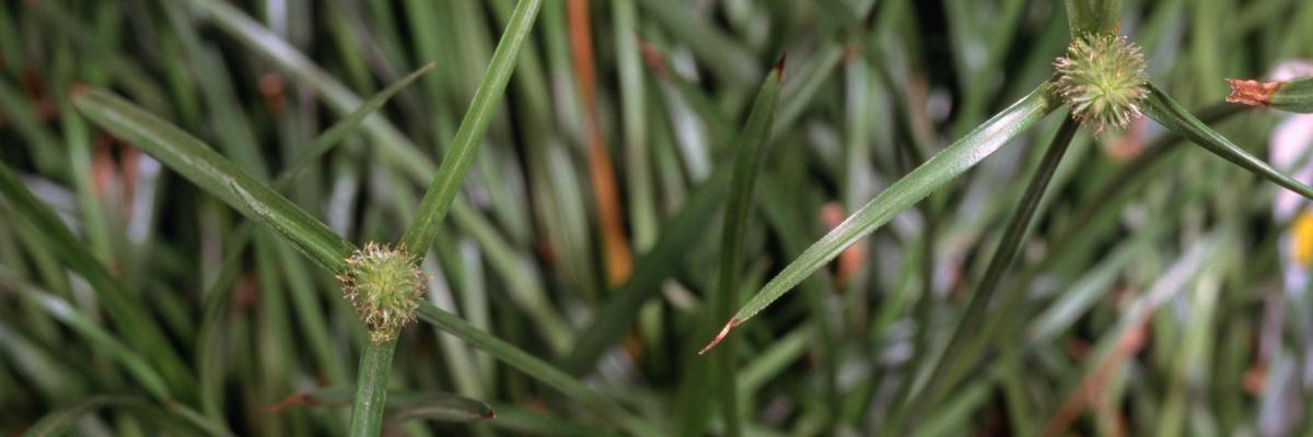 Green kyllinga three leaves tending sedge seed heads resembling small green pineapple. UC Davis July 1999 JKC  Credit: Jack Kelly Clark, UC IPM