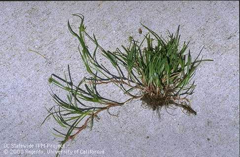 Rhizomes, leaves, and seed heads of green kyllinga.