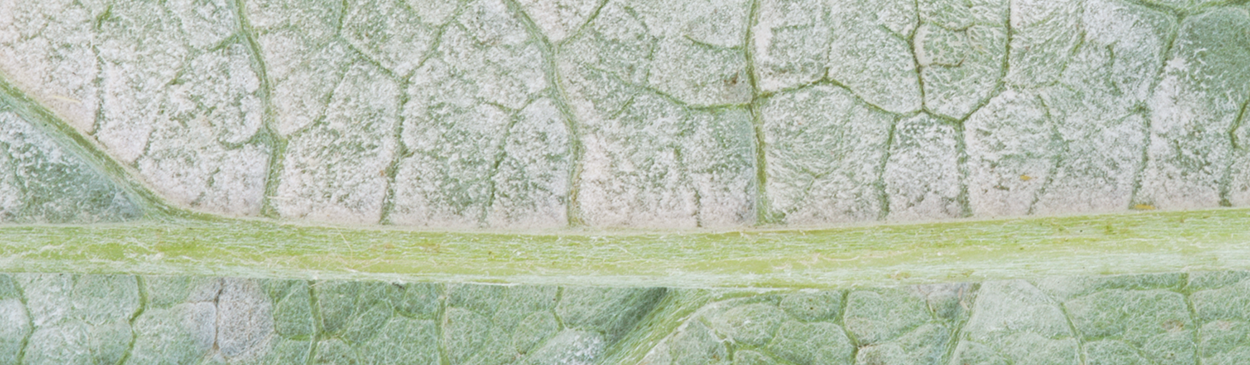 White, powdery growth on artichoke foliage caused by powdery mildew, Leveillula taurica.