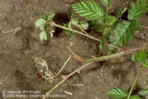 Dieback of an olallieberry cane and its leaves apparently due to cane blight, <i>Paraconiothyrium fuckelii</i> =<i>Kalmusia</i> (=<i>Leptosphaeria</i>) <i>coniothyrium</i>.