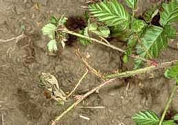 Cane blight (stem death, bottom) on an olallieberry.