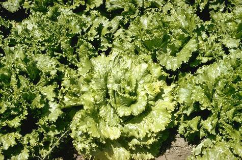 Field shot of lettuce mosaic.