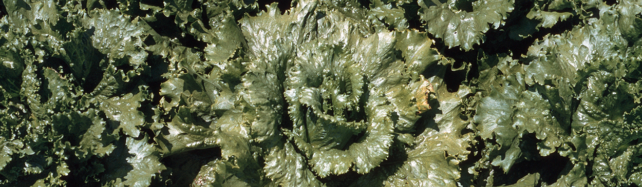 Plants with lettuce mosaic develop a mottling pattern on leaves.
