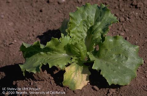 Yellow margins of outermost leaves caused by lettuce infectious yellows.