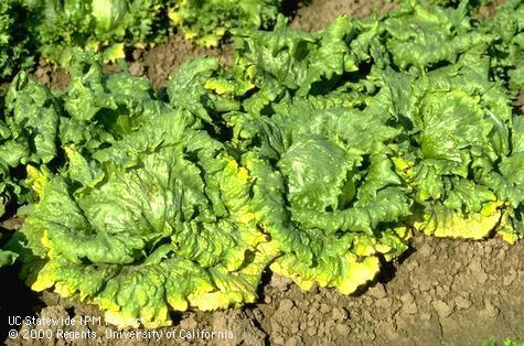 Field shot of lettuce infectious yellows.