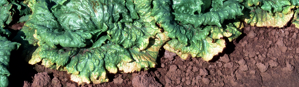 Plants infected with lettuce infectious yellows virus.
