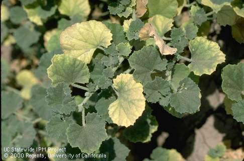 Common mallow is an alternate host of lettuce infectious yellows virus.