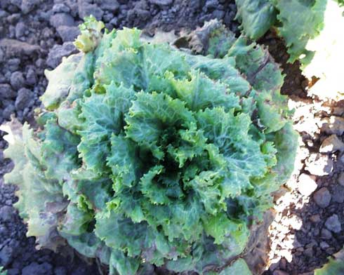 Lettuce dieback, caused by <i>Lettuce necrotic stunt virus,</i> results in extensive yellowing in outermost leaves.