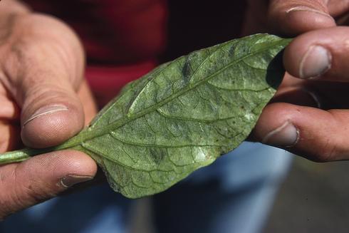 Underside of pepper leaf showing powdery growth of the powdery mildew fungus, <I>Leveillula taurica.</I>.