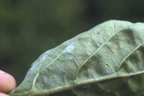 Underside of pepper leaf showing growth of the powdery mildew fungus, <i>Leveillula taurica.</i>.