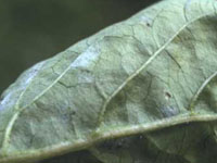 Underside of pepper leaf showing growth of the powdery mildew fungus, Leveillula taurica.