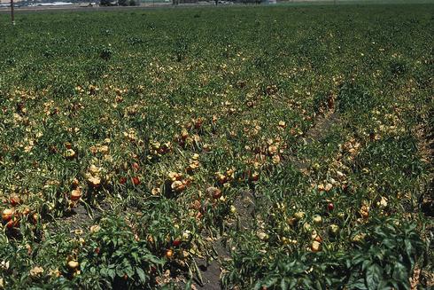 Death of foliage from powdery mildew, caused by <I>Leveillula taurica,</I> exposes pepper fruit to sunburn.