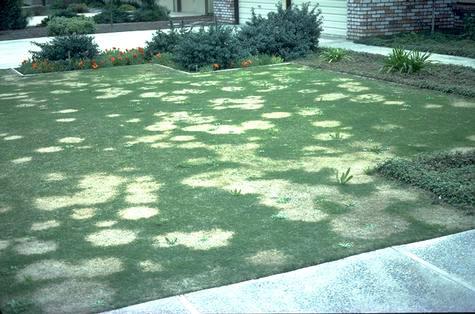 Spring dead spot damage to home lawn turf.