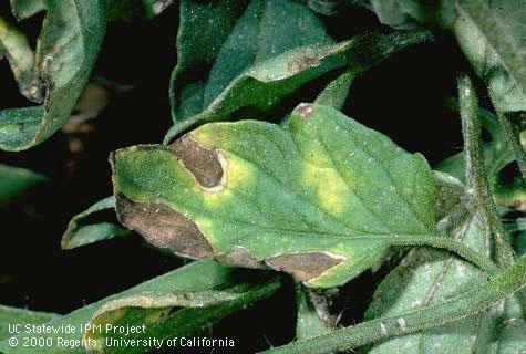 Powdery mildew causes irregular yellow blotches on tomato leaves.