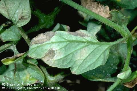 Foliage damaged by powdery mildew.