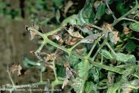 Foliage damaged by powdery mildew.