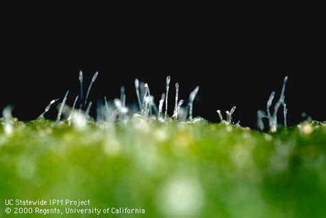 Powdery spores (conidia) of powdery mildew, caused by <i>Leveillula taurica</i>, produced in chains on stalks (conidiophores).