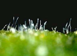 Spores of powdery mildew