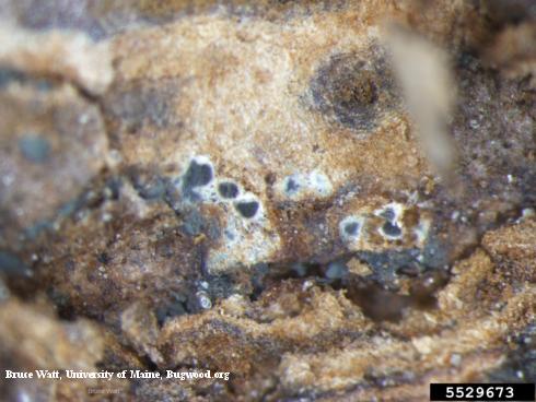 Gray pycnidia (fruiting bodies) of cane blight, <i>Paraconiothyrium fuckelii</i> =<i>Leptosphaeria coniothyrium</i>, oozing powdery white spores of the fungus, shown under magnification.