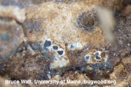 Gray pycnidia and fuzzy, white spores of the cane blight fungus magnified.