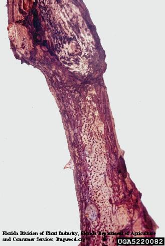 Reddish brown cankered bark due to cane blight, <i>Paraconiothyrium fuckelii</i> =<i>Leptosphaeria coniothyrium</i>.