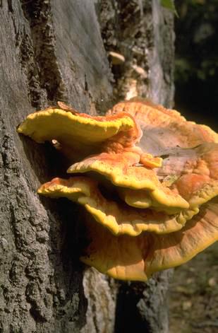 Fruiting bodies of the sulfur fungus, <I>Laetiporus sulphureus.</I>.