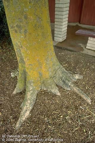 Innocuous lichen, a fungi and green algae symbiosis, on hackberry.