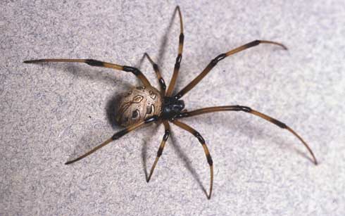 Mature female brown widow spider, <I>Latrodectus geometricus.</I>.