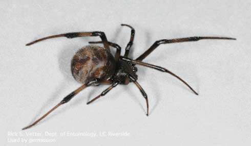 Dark-colored brown widow spider, <i>Latrodectus geometricus.</i>.