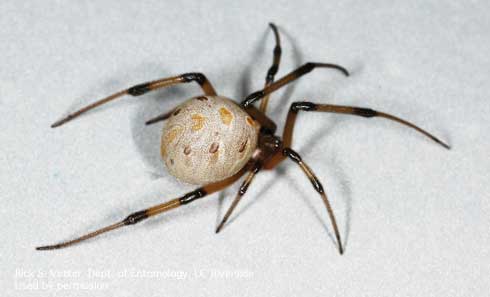 Light-colored brown widow spider, <i>Latrodectus geometricus.</i>.