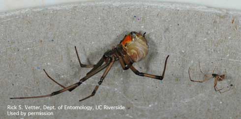 Male brown widow (right) and a female brown widow (left), <i>Latrodectus geometricus.</i>.