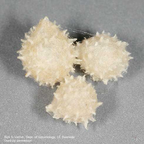 Brown widow spider egg sacs, <i>Latrodectus geometricus.</i>.