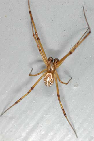 Mature male western black widow spider, <I>Latrodectus hesperus.</I>.