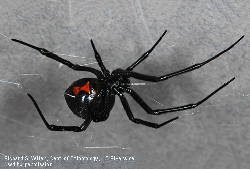 Mature female western black widow spider, <i>Latrodectus hesperus</i>.