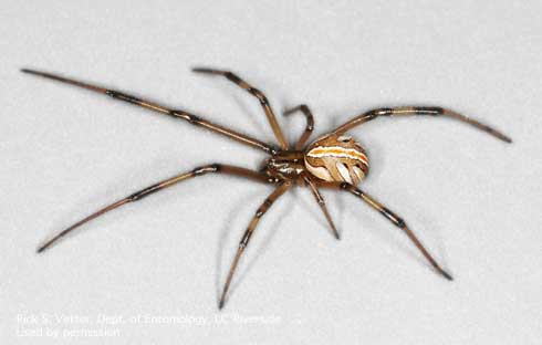 Immature female western black widow spider, <i>Latrodectus hesperus.</i>.