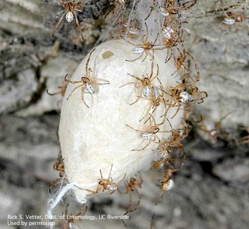 Spiderlings and egg sac of the western black widow, <i>Latrodectus hesperus.</i>.