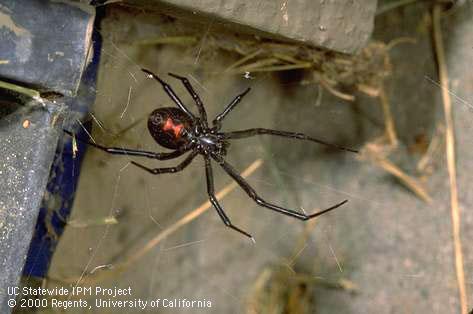 Adult black widow spider.