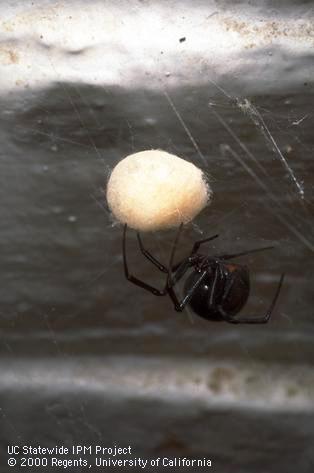 Black widow spider eggs.