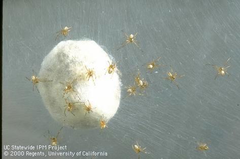 Black widow spiderlings and egg case.