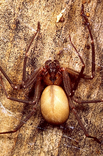 An adult brown recluse spider.